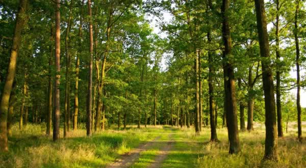 森林认证：fsc认证如何促进森林可持续经营进程？
