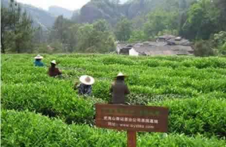 森林认证案例：茶叶基地认证的批量制造
