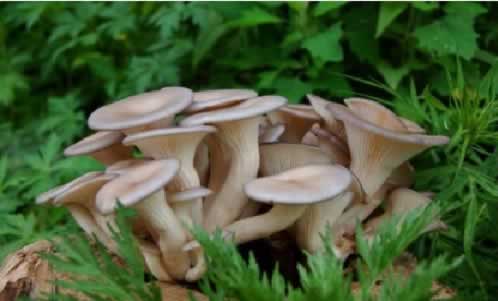 林产品蘑菇.jpg
